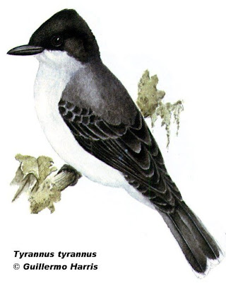 Suirirí boreal Tyrannus tyrannus