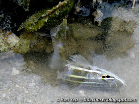 Common Hairy Crab (Pilumnus vespertilio) eating cardinalfish