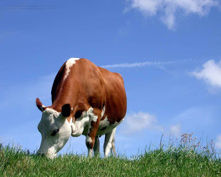 http://beautifulwallpapersfordesktop.blogspot.com/2013/06/cow-wallpapers-hd.html