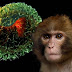 Guatemala confirma el primer caso de viruela del mono en su territorio