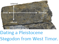 http://sciencythoughts.blogspot.co.uk/2016/03/dating-pleistocene-stegodon-from-west.html