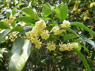 Osmanthus