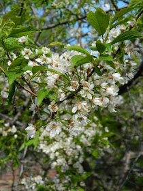 American Plum (Prunus americana) spring flowers in a Riverdale ecological garden by garden muses-not another Toronto gardening blog