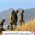 Govt likely to start operation Against Taliban Before July 2014