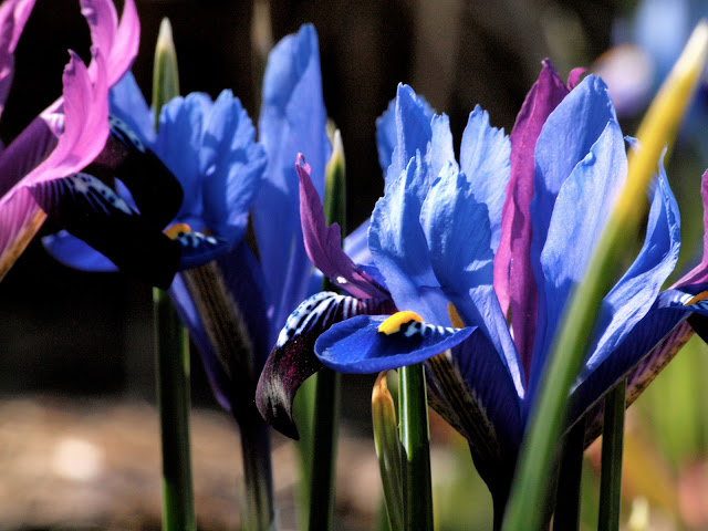 Iris Reticula with a Hint of Purple Gem, Central Park, Conservatory Garden, NYC