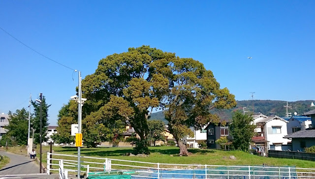 国府遺跡(藤井寺市)