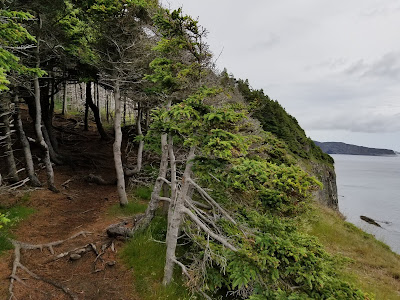 Tunnel of trees East Coast Trail TCT Newfoundland.