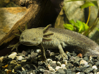 Salamander Meksiko yang Terancam Menjadi peliharaan Yang Dibesarkan oleh Biarawati