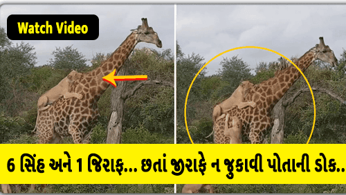 Lions and Giraffe Fight Viral Video