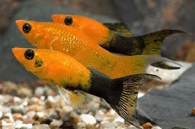 platy lyretail