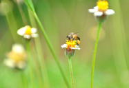 Bees
