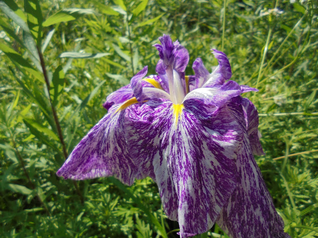 花菖蒲（ハナショウブ）