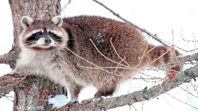 How do raccoons behave hibernate in winter?