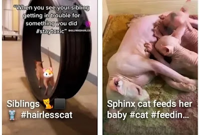 nurturing-to-newborn-sphynx-kittens