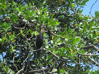 rio dulce viaggio in solitaria guatemala