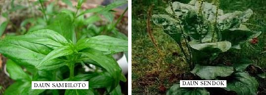 Manfaat daun sendok dan daun sambiloto untuk obat herbal 