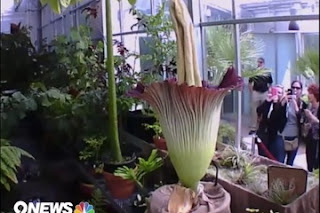 'Corpse Flower' Blooms in Denver: Howch Live to Wat