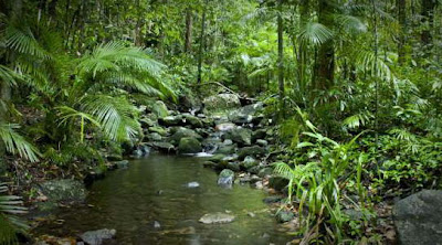 Daintree National Park