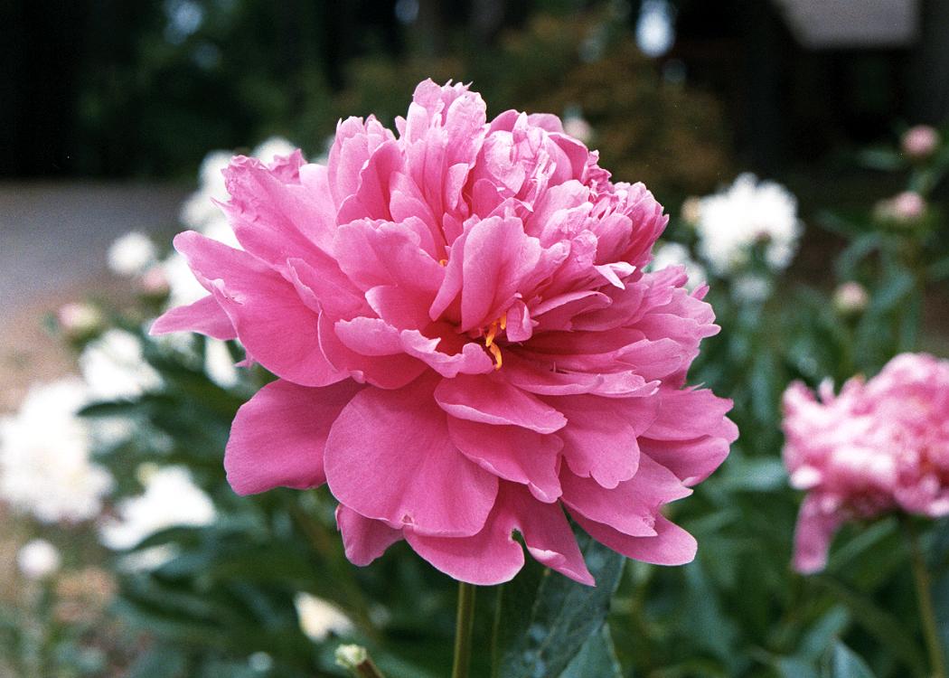 Peony Flower