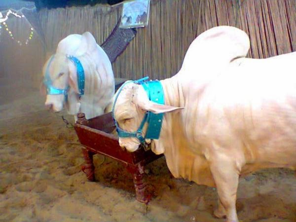 Cow Qurbani,Eid ul Adha 2013,Bakra Eid,Camel Qurbani