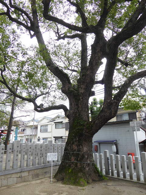 【門真市稗島】堤根神社（つつみねじんじゃ） 手水舎横のクス