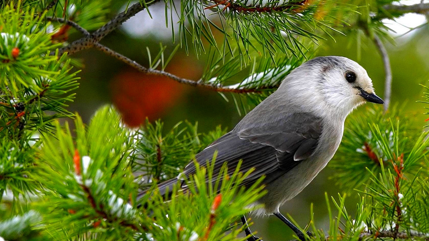 Ikbhal: beautiful birds