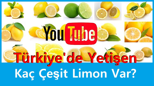 Türkiye'de Yetişen Kaç Çeşit Limon Var? 