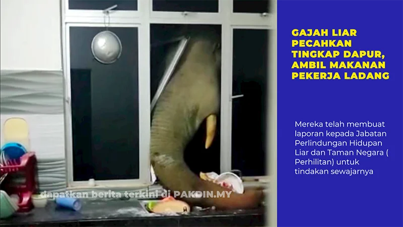 [VIDEO] Gajah liar pecahkan tingkap dapur, ambil makanan pekerja ladang