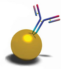 picture taken from http://www.ukb.uni-bonn.de/IMMEI/img/nanogold.jpg