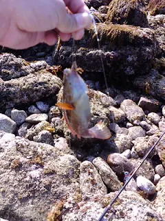 白浜キャンプ場で釣れたベラ