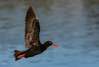 African oystercatcher - Birds In Flight Photography Cape Town with Canon EOS 7D Mark II Copyright Vernon Chalmers