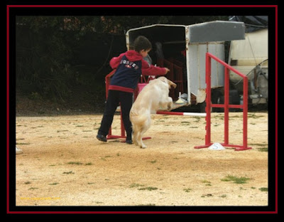 Golden Retriever in Agility with a 8 year old child