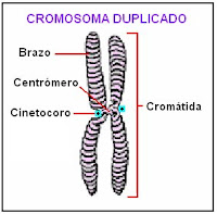 cromosoma duplicado