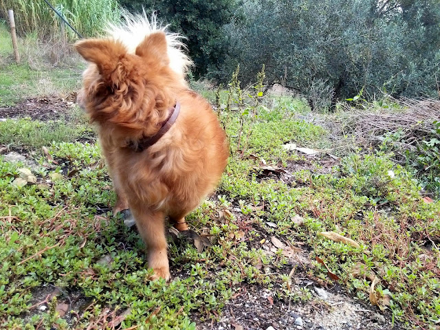 Ice - Um modelo de cão