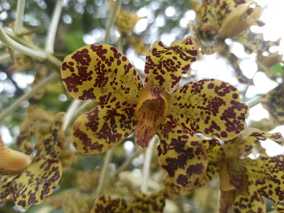 Grammatophyllum speciosum, Anggrek Tebu Berbunga Ayu