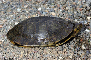 tortuga del pacifico Actinemys marmorata