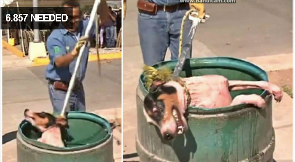 Video revela como perros callejeros son sumergidos en productos químicos. Pedimos que se pare esta crueldad