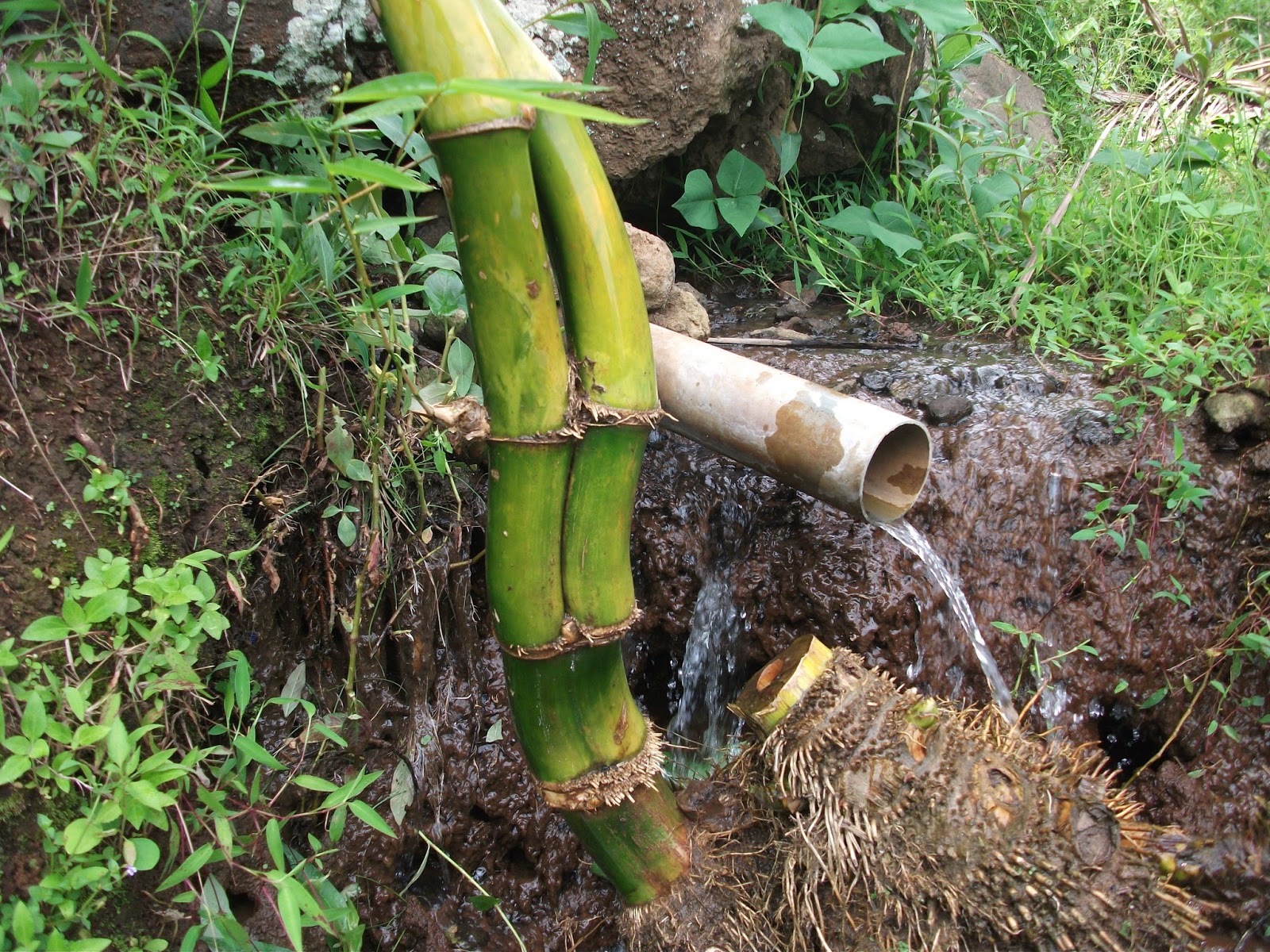 Ditemukannya Bambu Temu Ruas Juga Bercabang Kabandungan Online