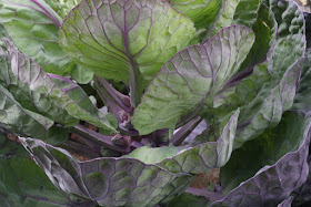 UrbanVegPatch Red Bull brussels sprouts
