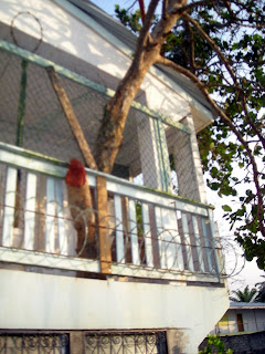 tree growing through house, Honduras