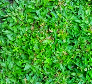 JUAL RUMPUT TAMAN BERKUALITAS | JASA PASANG RUMPUT TAMAN | DISTRIBUTOR RUMPUT