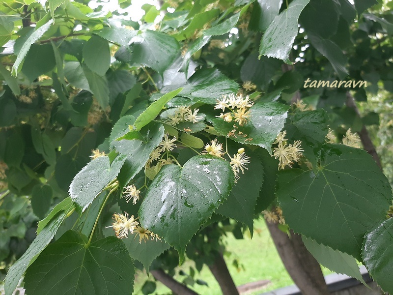 Липа амурская (Tilia amurensis)