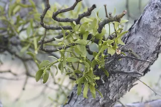 How To Treat Cancer Using Mistletoe - Dr Appiah