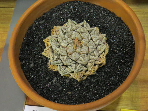 Philadelphia Flower Show 2019- Ariocarpus fissuratus