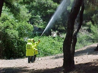 Δακοκτονία 2019: 940 γεωπόνοι και εργατοτεχνίτες - 50 στην Ηλεία