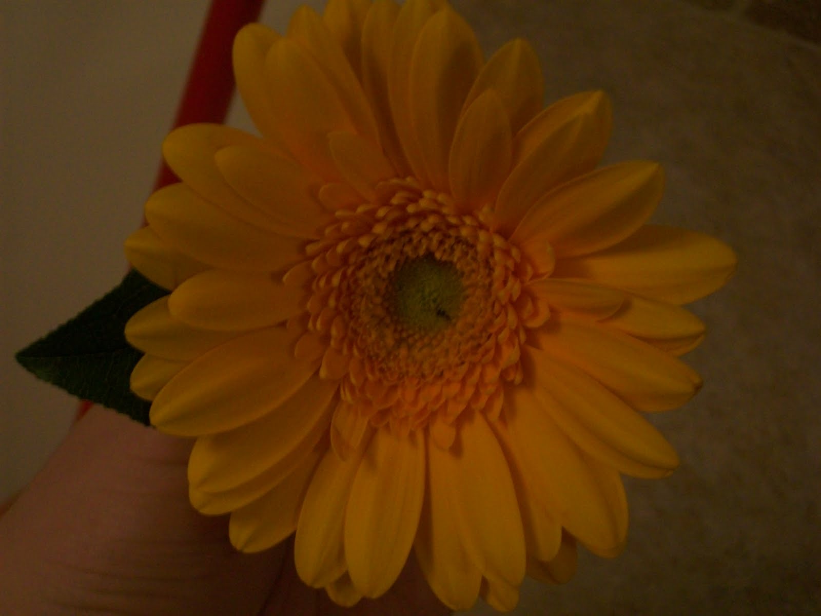 Gerbera Daisies are probably. gerbera wedding bouquets