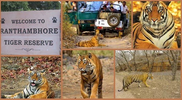 Tiger safari Tour