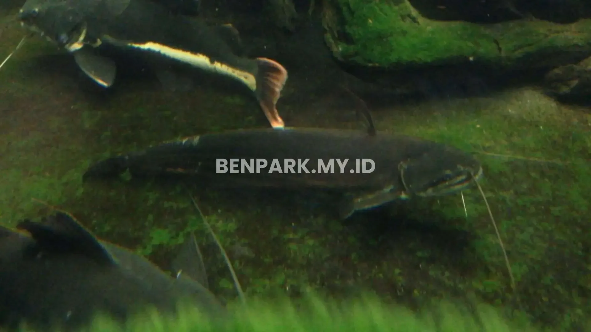 Tapah Catfish