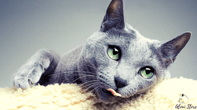 The Russian Blue cat