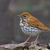 Birds: Wood Thrush